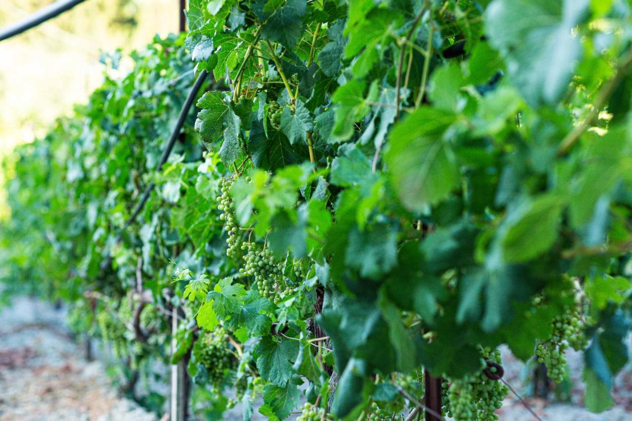 Villa Mantilari Wine Estate 7 Apartments 2 Private Pools 1 Heated Tennis Court Fitness Center Арханес Екстериор снимка